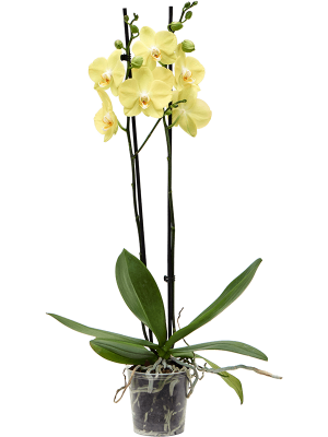 Фаленопсис ‘Яра’ жёлтый 2 цветоноса