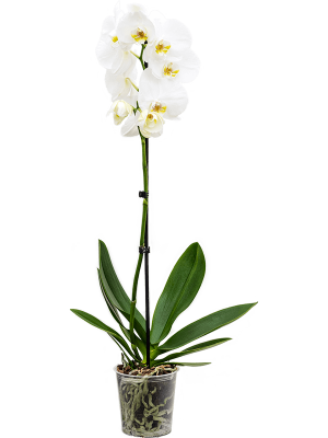 Фаленопсис белый 1 цветонос
