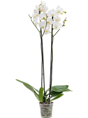 Фаленопсис ‘Силуэт’ крупноцветковый белый 2 цветоноса
