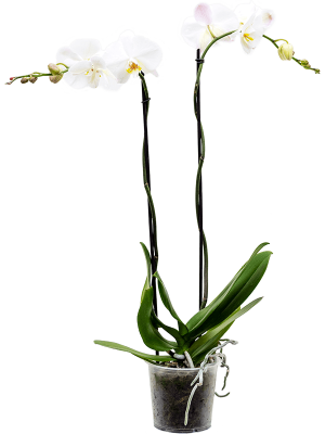 Фаленопсис ‘Царин’ крупноцветковый белый 2 цветоноса