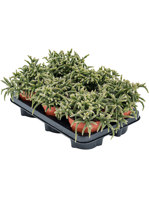 Рипсалис ужасный Рипсалис ужасный