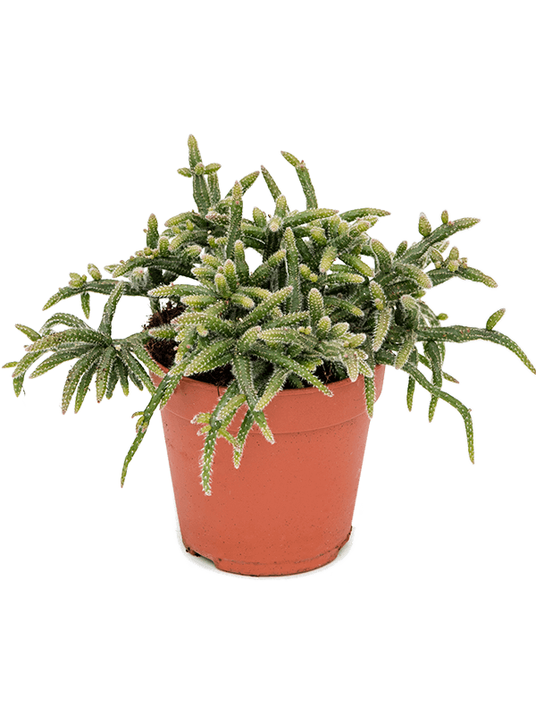 Рипсалис ужасный Рипсалис ужасный