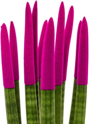 Сансевиерия цилиндрическая Вельвет Тач тёмно-розовая