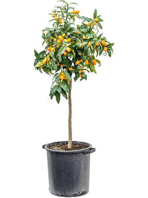 Кумкват (Фортунелла)