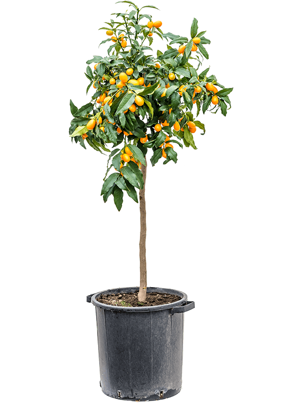 Кумкват (Фортунелла) Кумкват (Фортунелла)