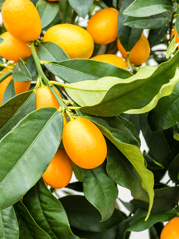 Кумкват (Фортунелла) Кумкват (Фортунелла)