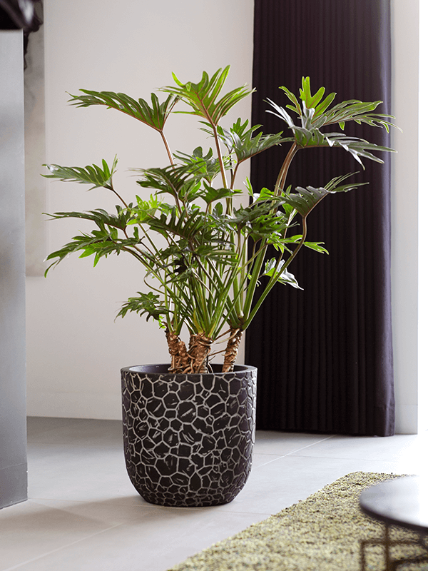 Кашпо Capi Nature Clay NL Planter Ball Anthracite