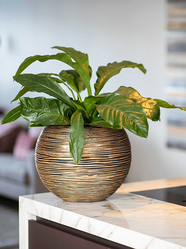 Кашпо Capi Nature Rib NL Vase Ball Black Gold