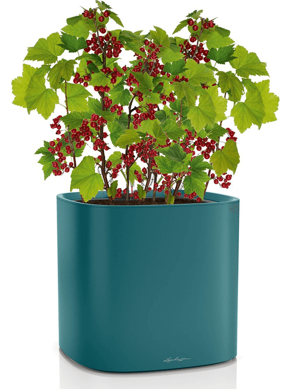 Кашпо Lechuza Pila Color Planter синий петроль 35