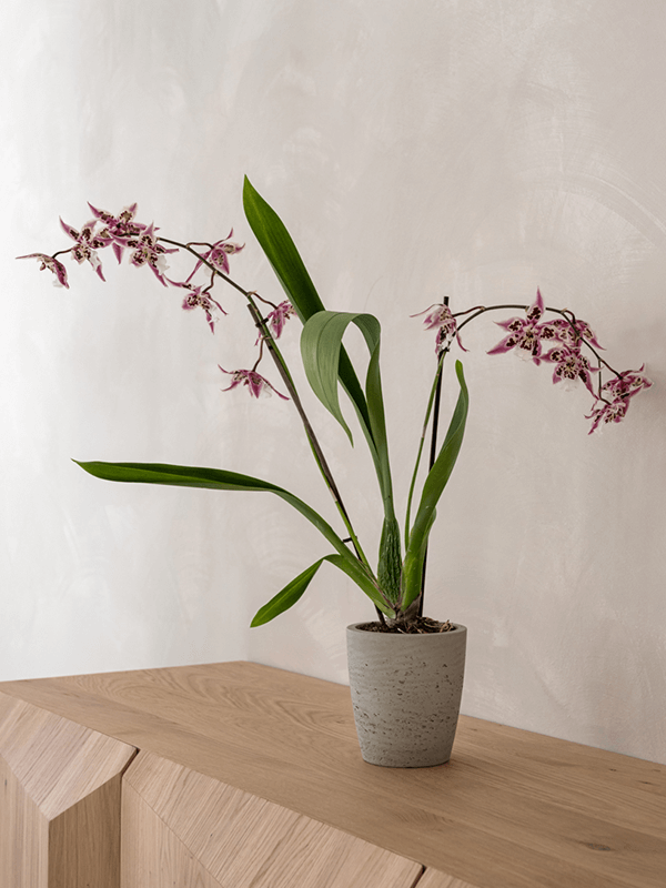 Кашпо Rough Gerben S Grey Washed Кашпо Rough Gerben S Grey Washed