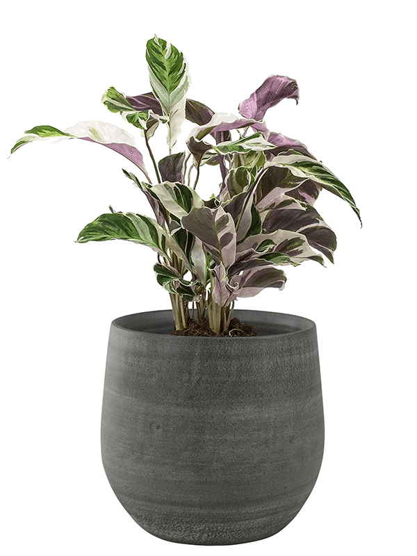 Кашпо Esra Pot Mystic Grey