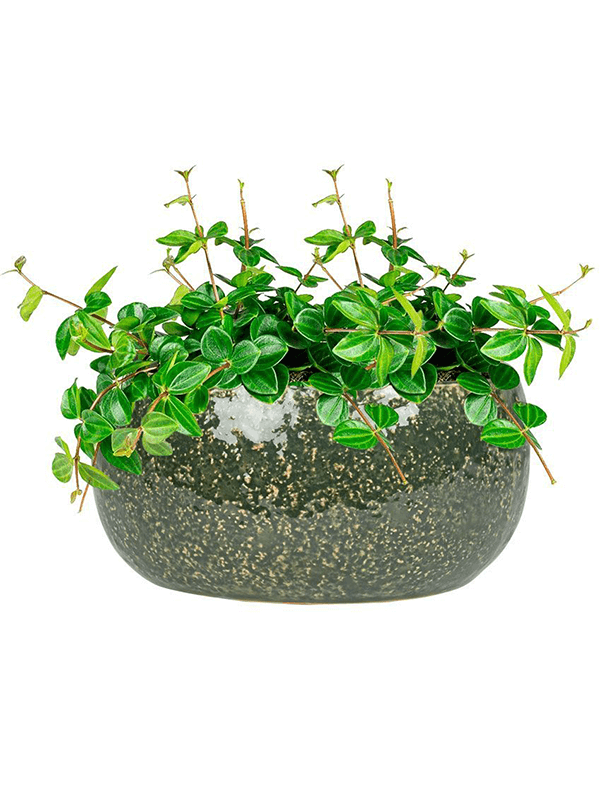 Кашпо Mischa Bowl Forest