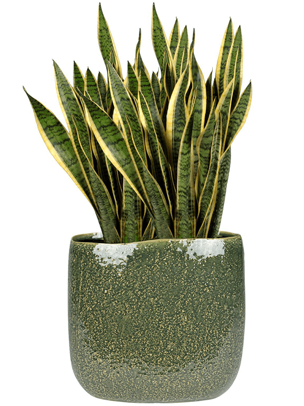 Кашпо Mischa Planter Forest