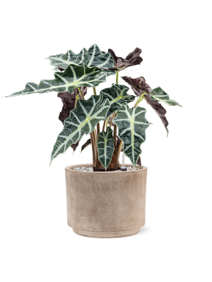 Кашпо Terra Cotta Flowerpot Grey