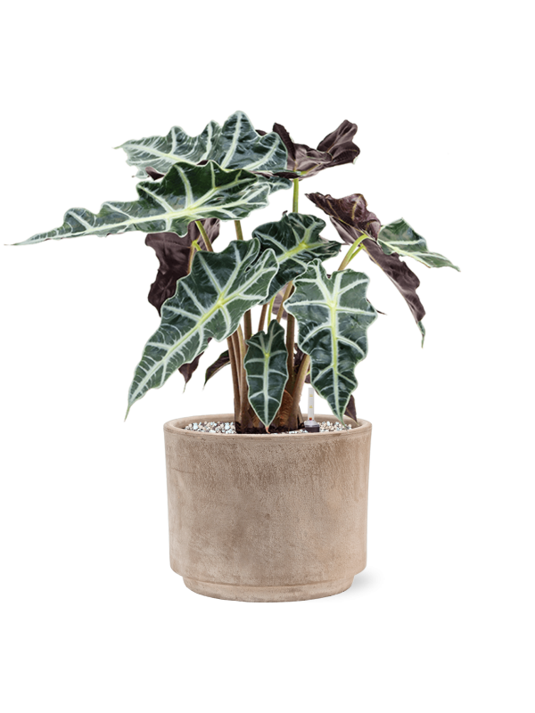 Кашпо Terra Cotta Flowerpot Grey