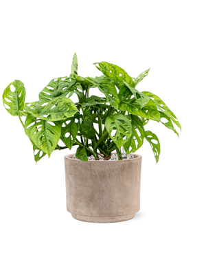 Кашпо Terra Cotta Flowerpot Grey