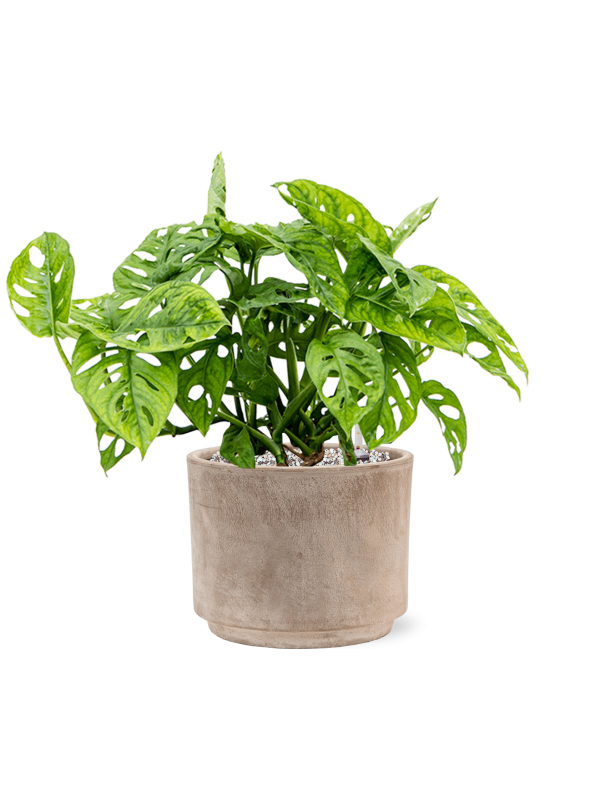 Кашпо Terra Cotta Flowerpot Grey