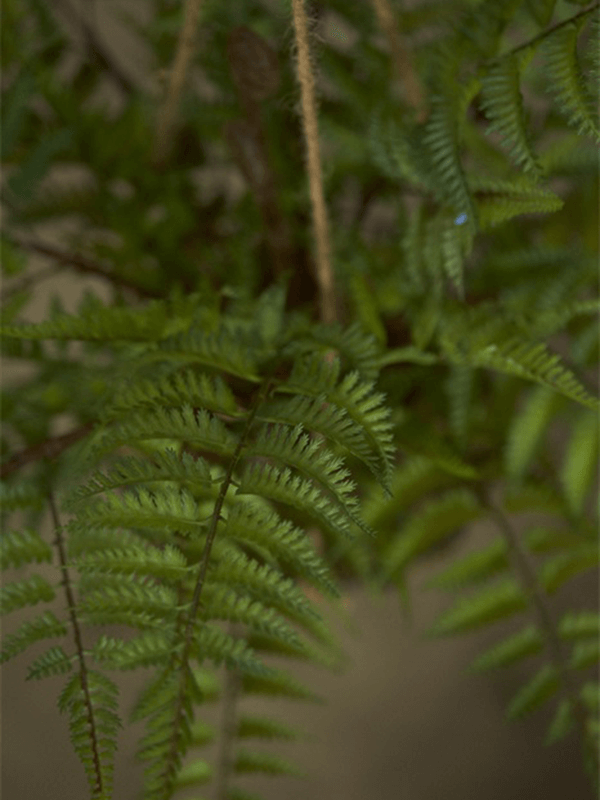 ЯOFF Forest fern On iron stand round hanging