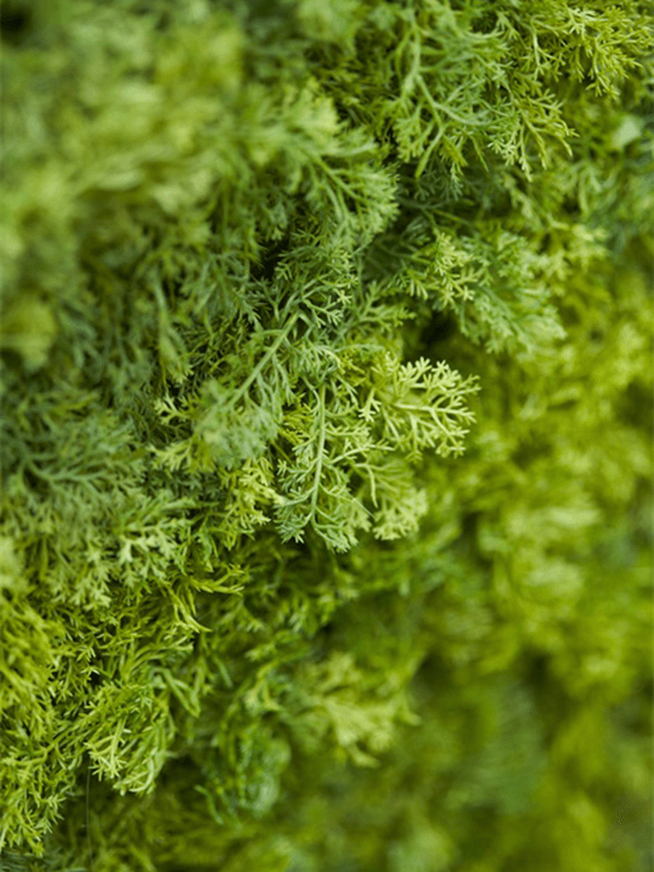 ЯOFF Iceland Moss Vertical Mat