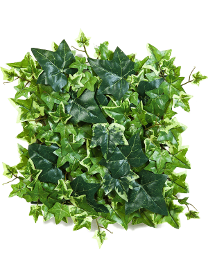 ЯOFF Variegated ivy