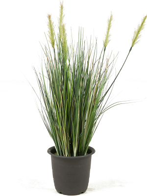 ЯOFF Grass plant Green в plastic pot 12carton