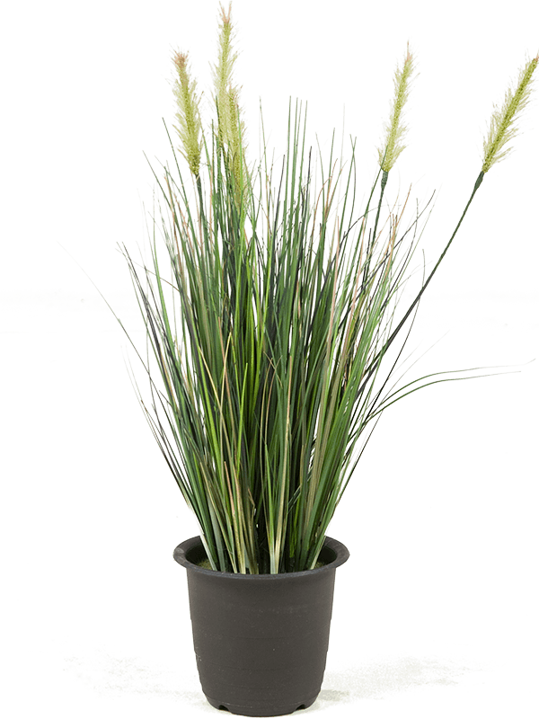 ЯOFF Grass plant Green в plastic pot 12carton