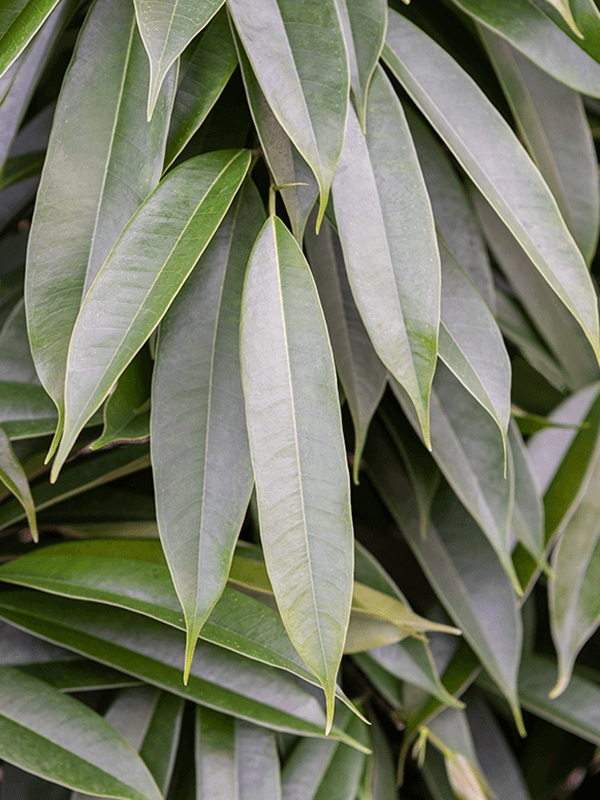 Фикус Биннендейка ‘Амстел Кинг’ в кашпо Metallic Silver leaf