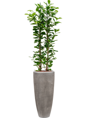 Фикус мелкоплодный ‘Мокламе’ в Baq Polystone Plain