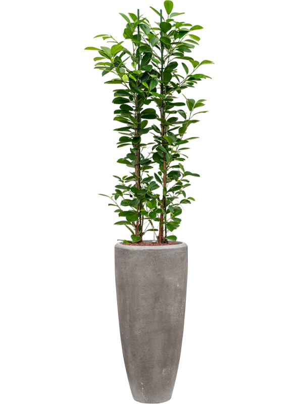 Фикус мелкоплодный ‘Мокламе’ в кашпо Baq Polystone Plain