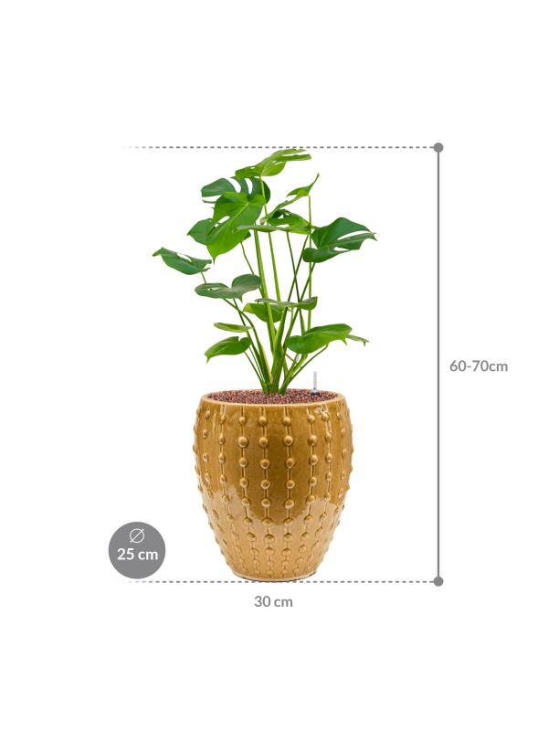 Монстера деликатесная в кашпо Laos Mini