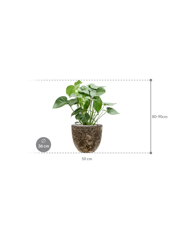 Монстера деликатесная в кашпо Baq Lava