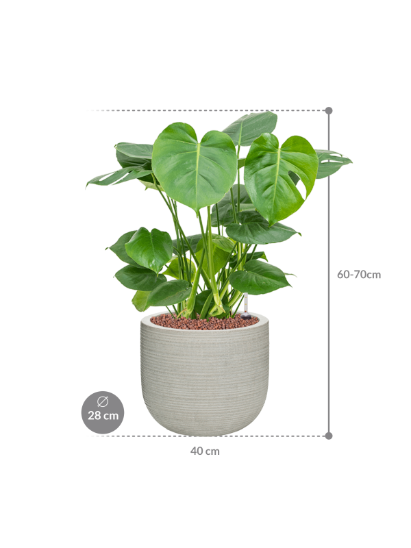 Монстера деликатесная в кашпо Ridged Horizontally