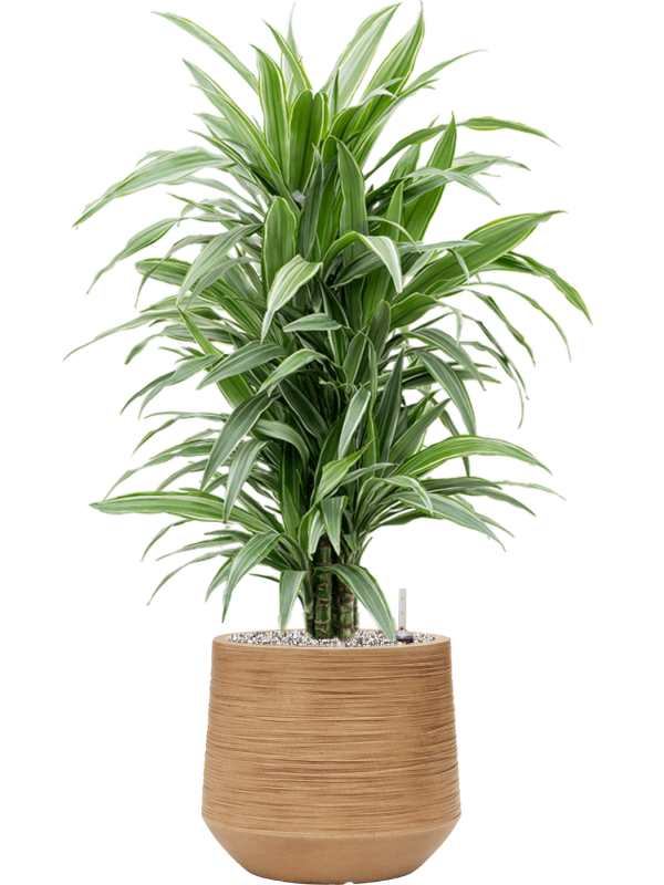 Драцена деременская ‘Уорнек’ в кашпо Baq Dune