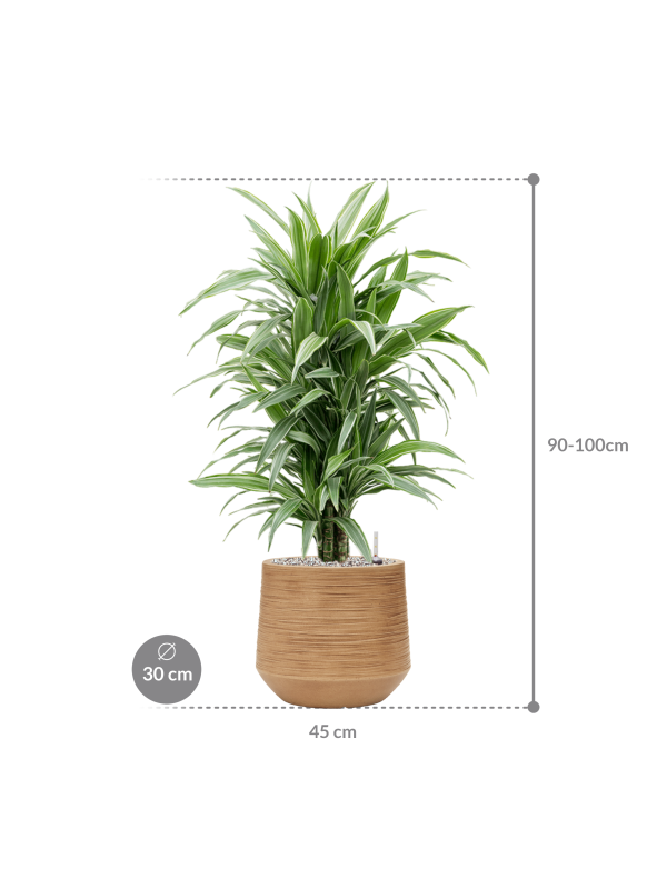 Драцена деременская ‘Уорнек’ в кашпо Baq Dune