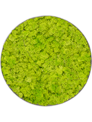 Картина из мха nova frame необработанный бетон ягель (весенний зелёный)