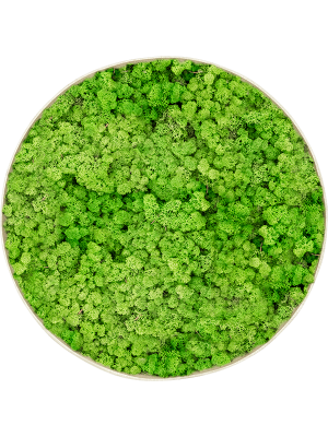 Картина из мха nova frame античный белый бетон 100% ягель (светлый травянисто-зелёный)