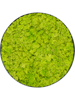 Картина из мха nova frame антрацитовый бетон ягель (весенний зелёный)