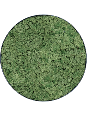Картина из мха nova frame антрацитовый бетон 100% ягель (мшисто-зеленый)