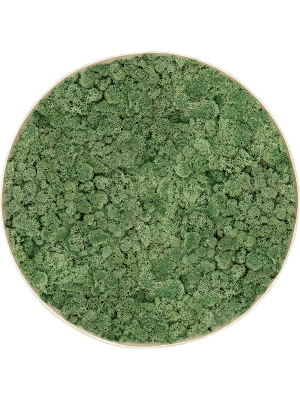 Картина из мха nova frame античный белый бетон 100% ягель (мшисто-зеленый)