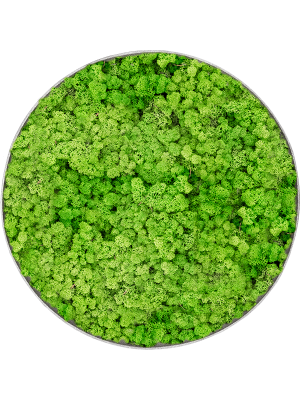 Картина из мха nova frame необработанный бетон 100% ягель (светлый травянисто-зелёный)