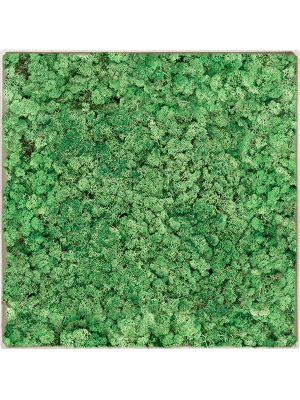 Картина из мха nova frame античный белый бетон 100% ягель (травянисто-зелёный)