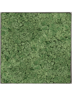Картина из мха nova frame необработанный бетон 100% ягель (мшисто-зеленый)