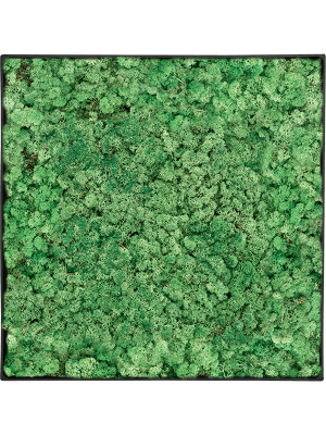 Картина из мха nova frame антрацитовый бетон 100% ягель (травянисто-зелёный)