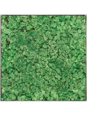 Картина из мха nova frame необработанный бетон 100% ягель (травянисто-зелёный)