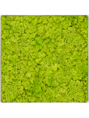 Картина из мха nova frame античный белый бетон ягель (весенний зелёный)