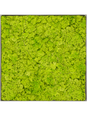 Картина из мха nova frame необработанный бетон ягель (весенний зелёный)