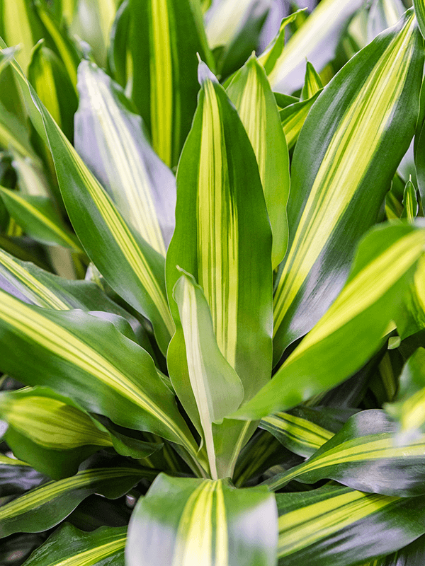 Драцена душистая ‘Синто’ в кашпо Baq Metallic Silver leaf