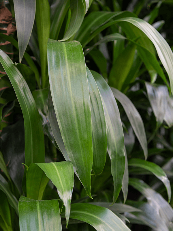 Драцена душистая ‘Джанет Линд’ в кашпо Doric Natural