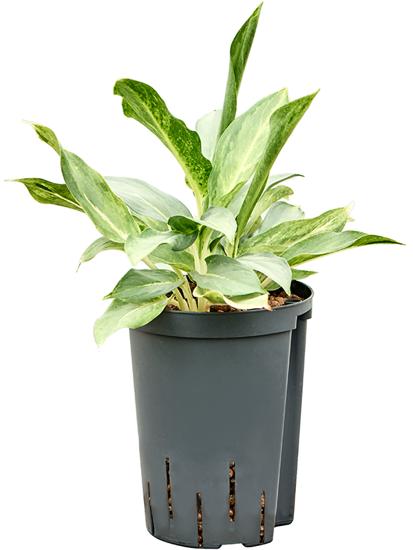 Aglaonema 'Banlangsetthi' (1AGBABP15) - купить по лучшей цене в artkashpo.ru