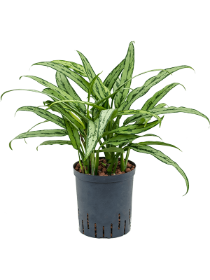 Aglaonema 'Cutlass' (1AGCUBP20) - купить по лучшей цене в artkashpo.ru